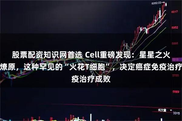 股票配资知识网首选 Cell重磅发现：星星之火可以燎原，这种罕见的“火花T细胞”，决定癌症免疫治疗成败